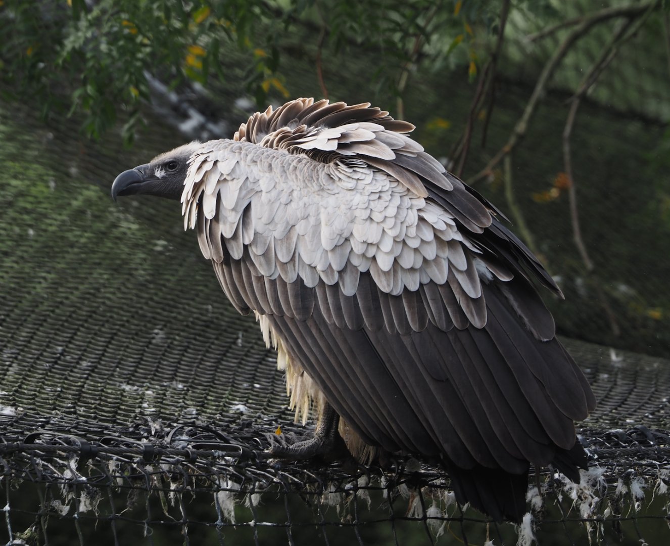 African white-backed vulture (Gyps africanus), 2024-09-17