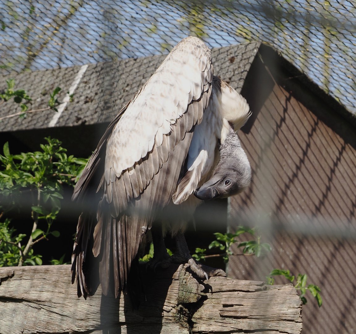 African white-backed vulture (Gyps africanus), 2025-04-12