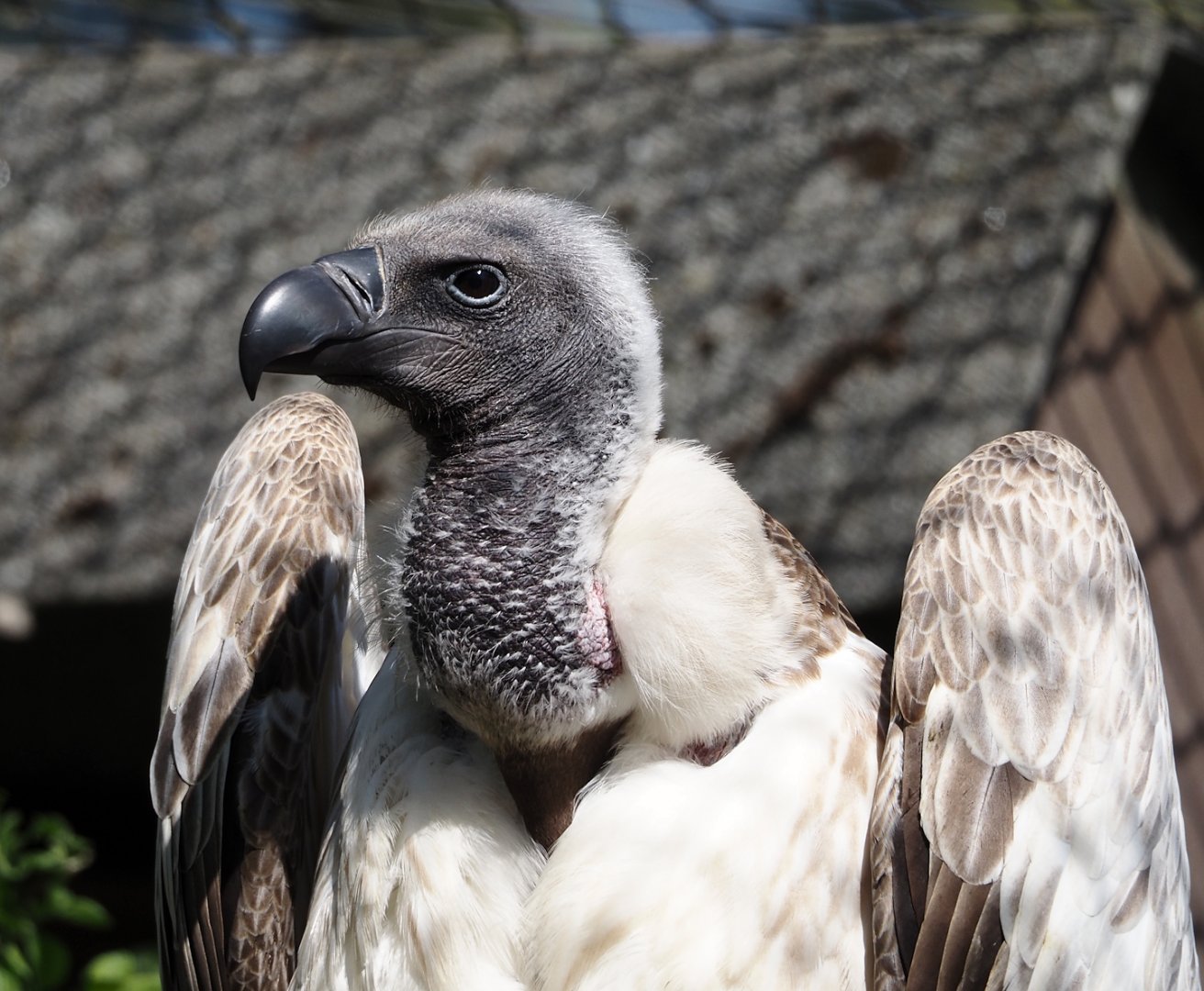 African white-backed vulture (Gyps africanus), 2025-04-12