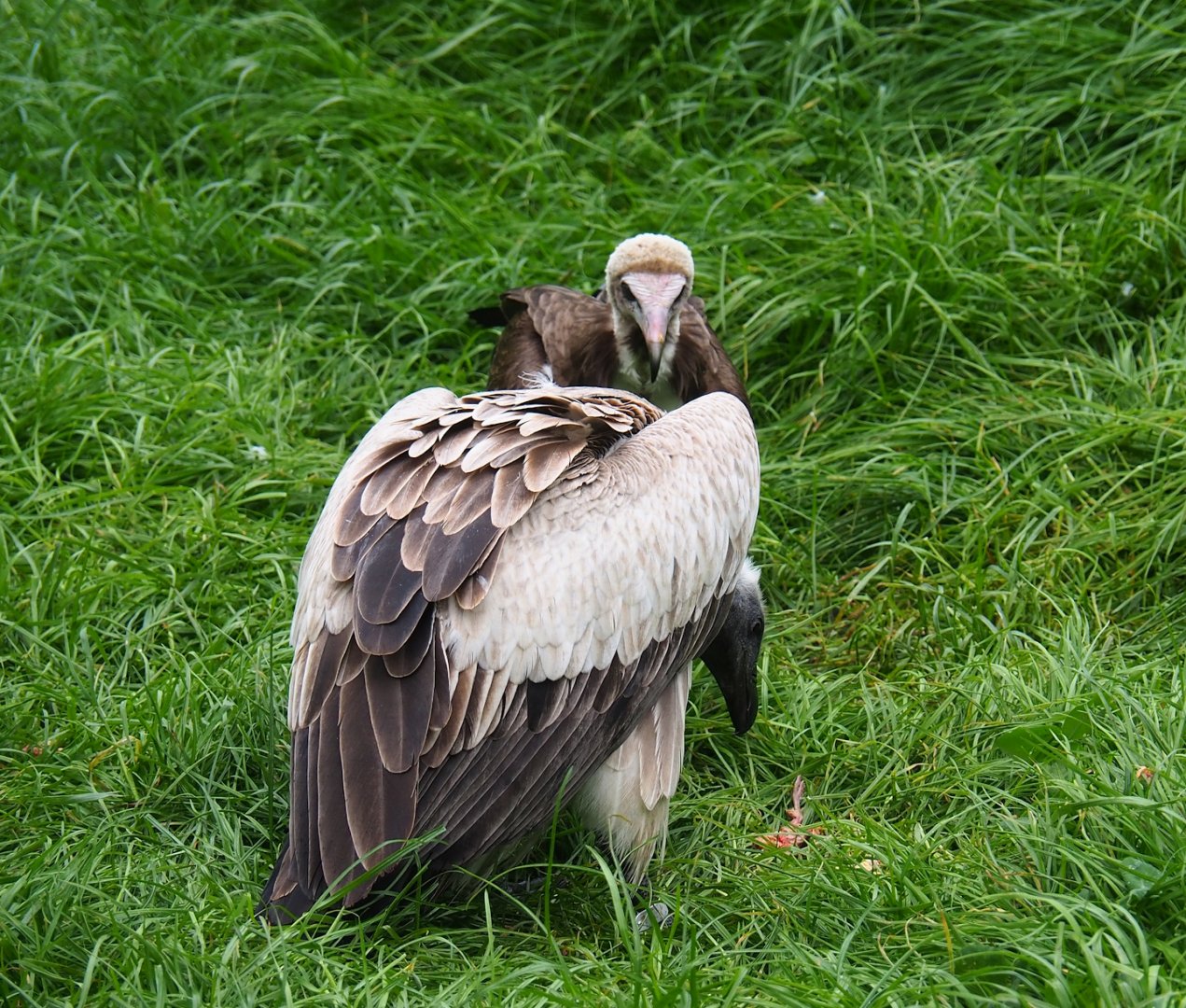 African white-backed vulture (Gyps africanus) and Hooded vulture (Necrosyrtes monachus), 2023-05-15