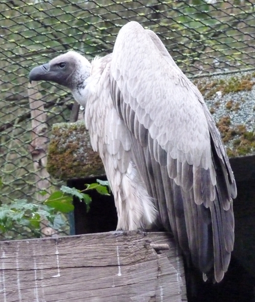 African white-backed vulture (Gyps africanus)
