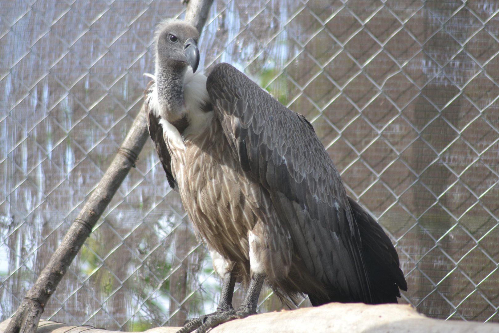 African White-backed Vulture - Gyps africanus