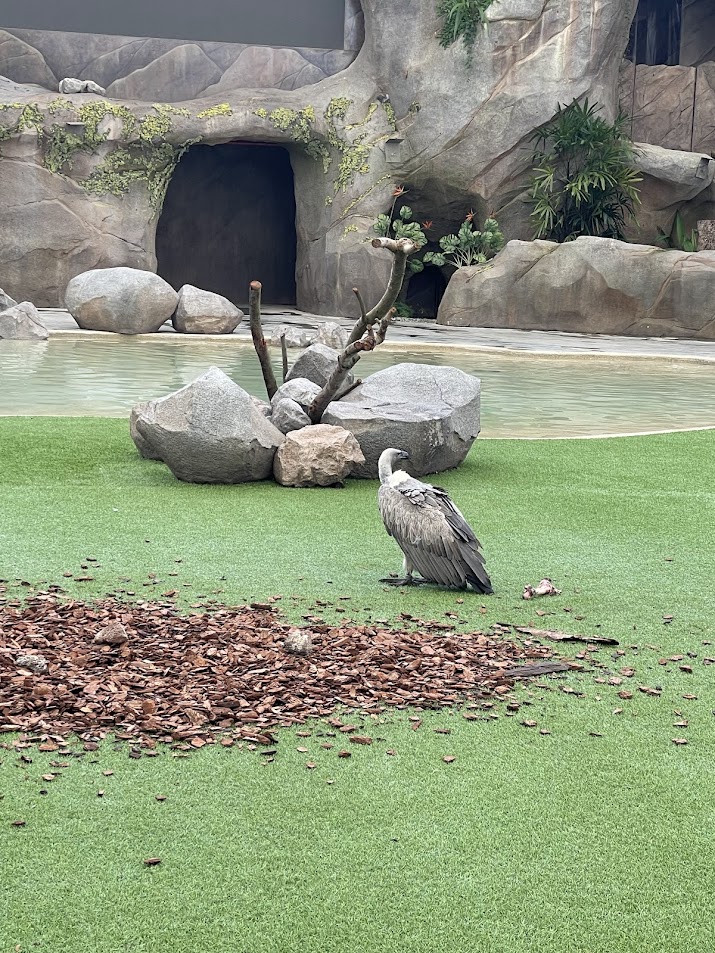 African White-backed Vulture (Gyps africanus)