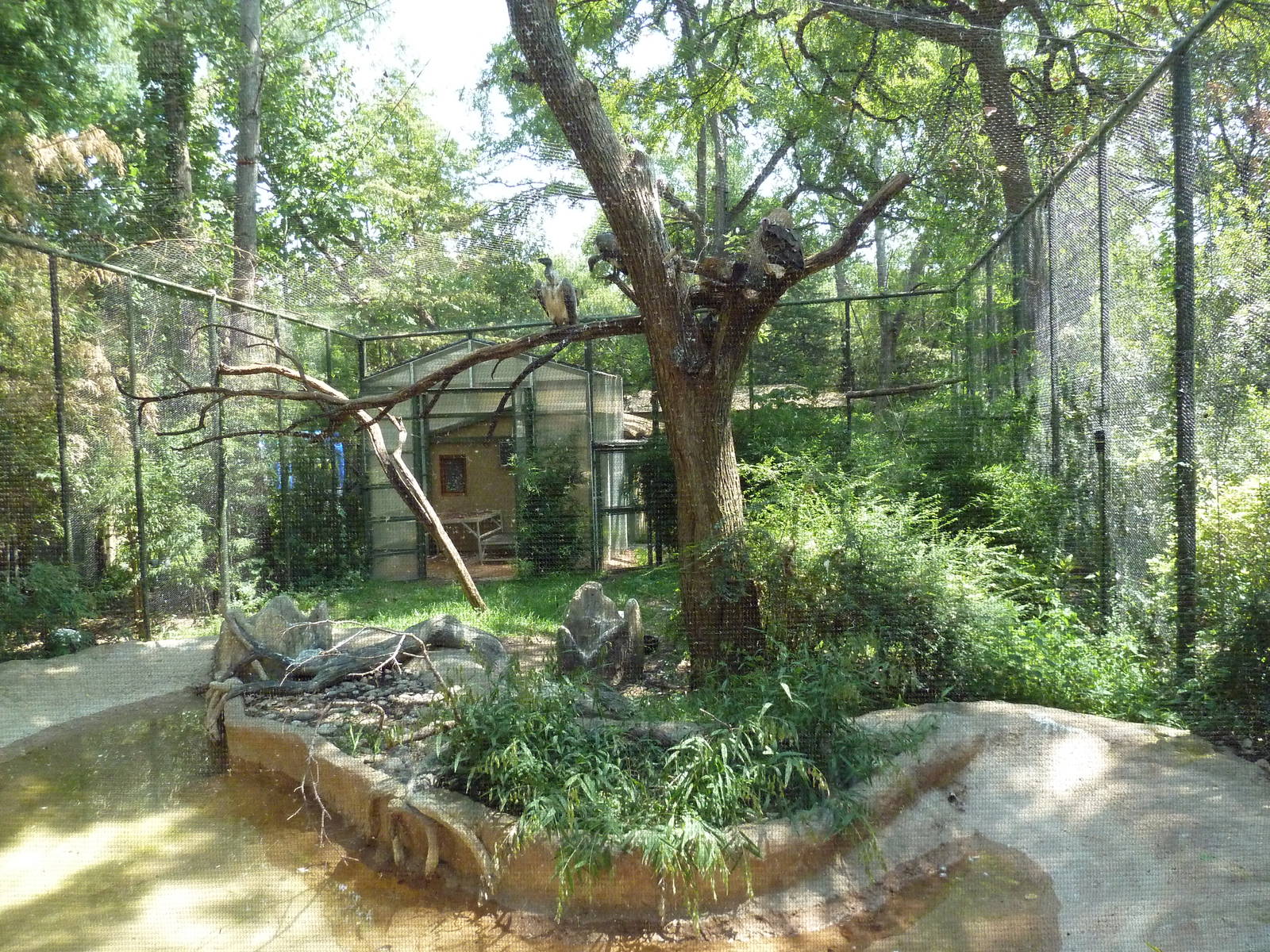 African White-Backed Vulture + Hooded Vulture Exhibit