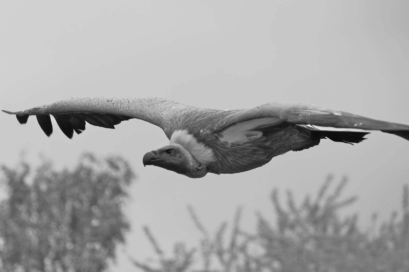 African white-backed vulture, June 2013