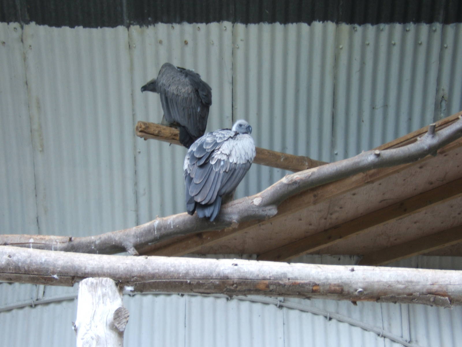 African White-backed Vulture`s