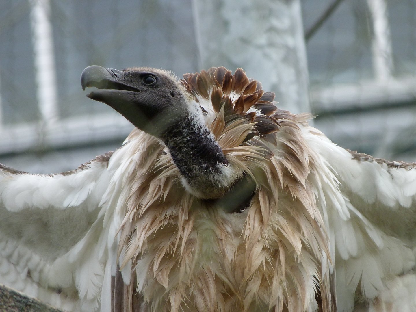African white-backed vulture -ZooParc de Beauval (2025)