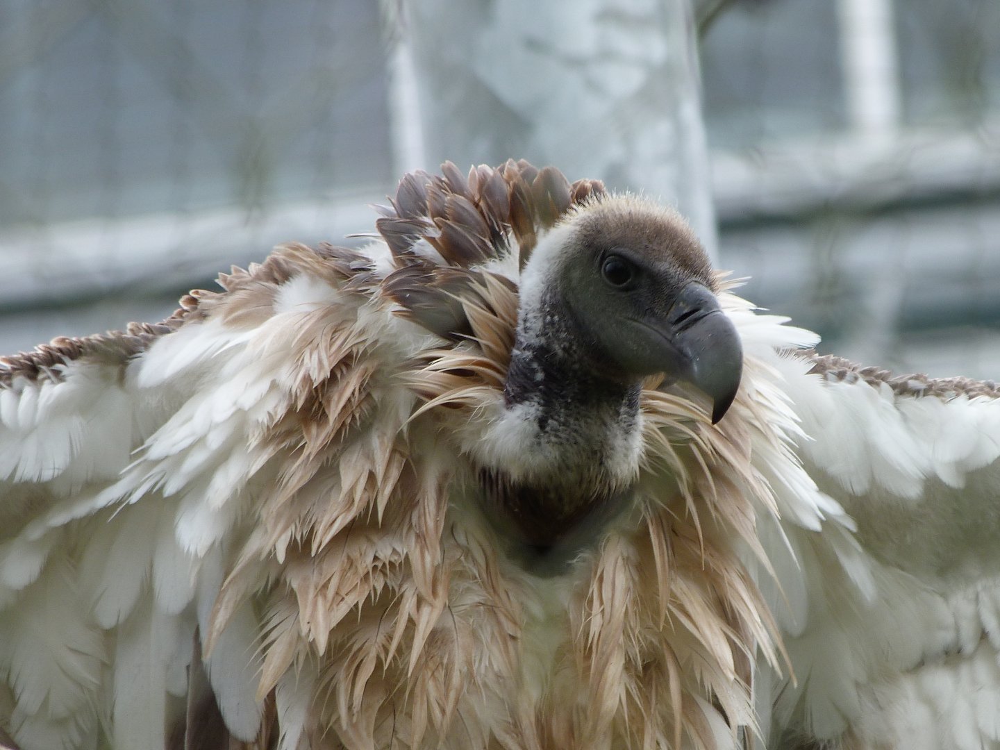 African white-backed vulture -ZooParc de Beauval (2025)