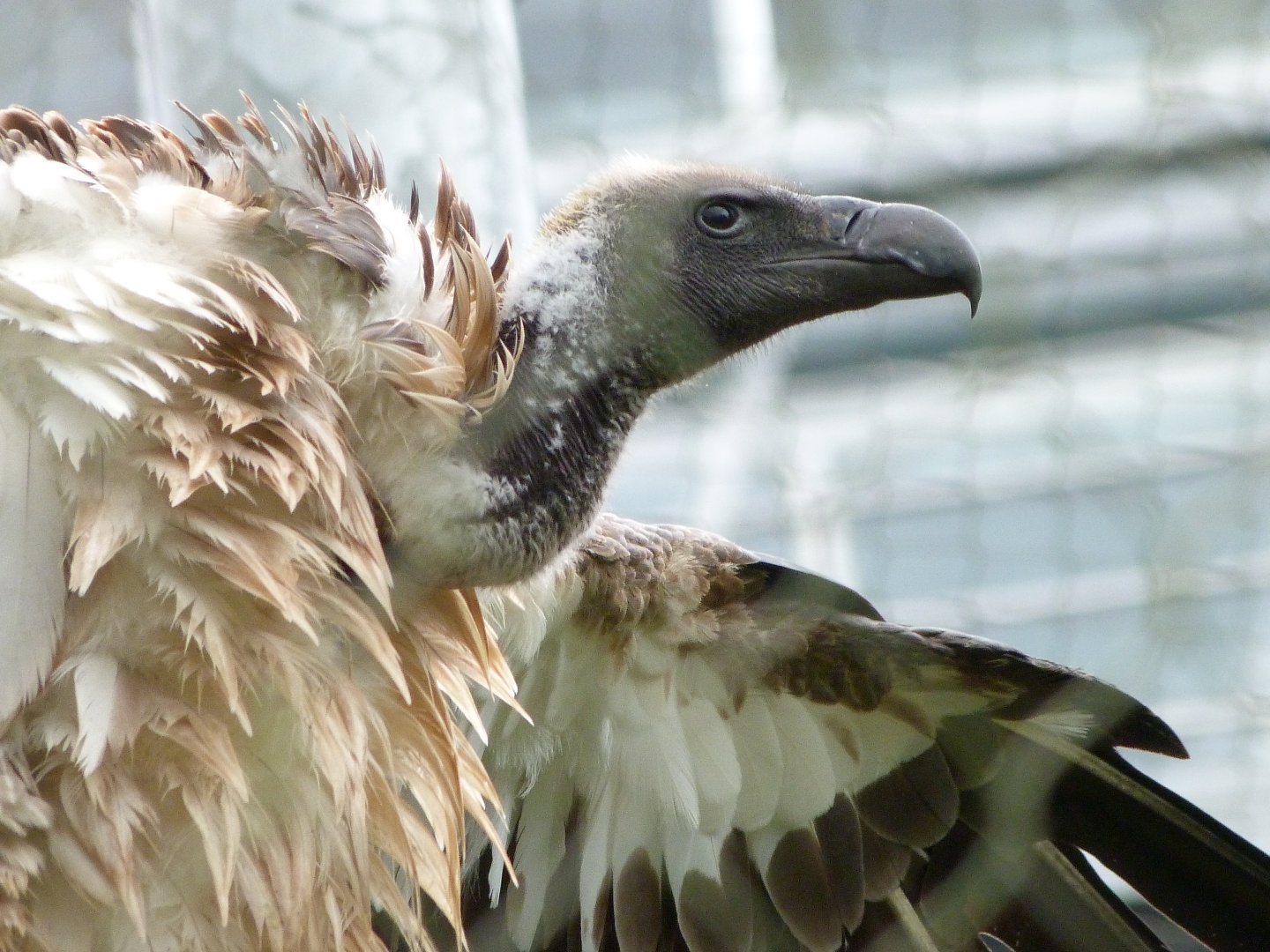 African white-backed vulture -ZooParc de Beauval (2025)