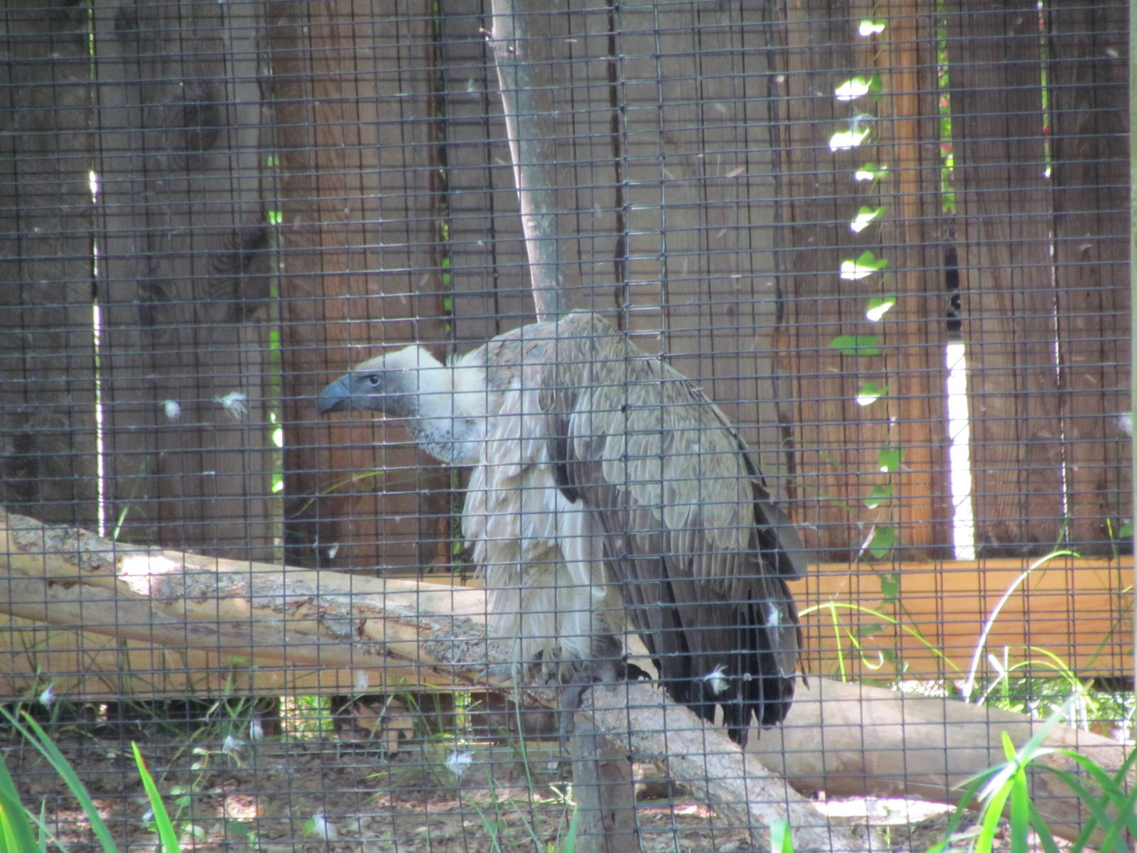 African White-backed Vulture