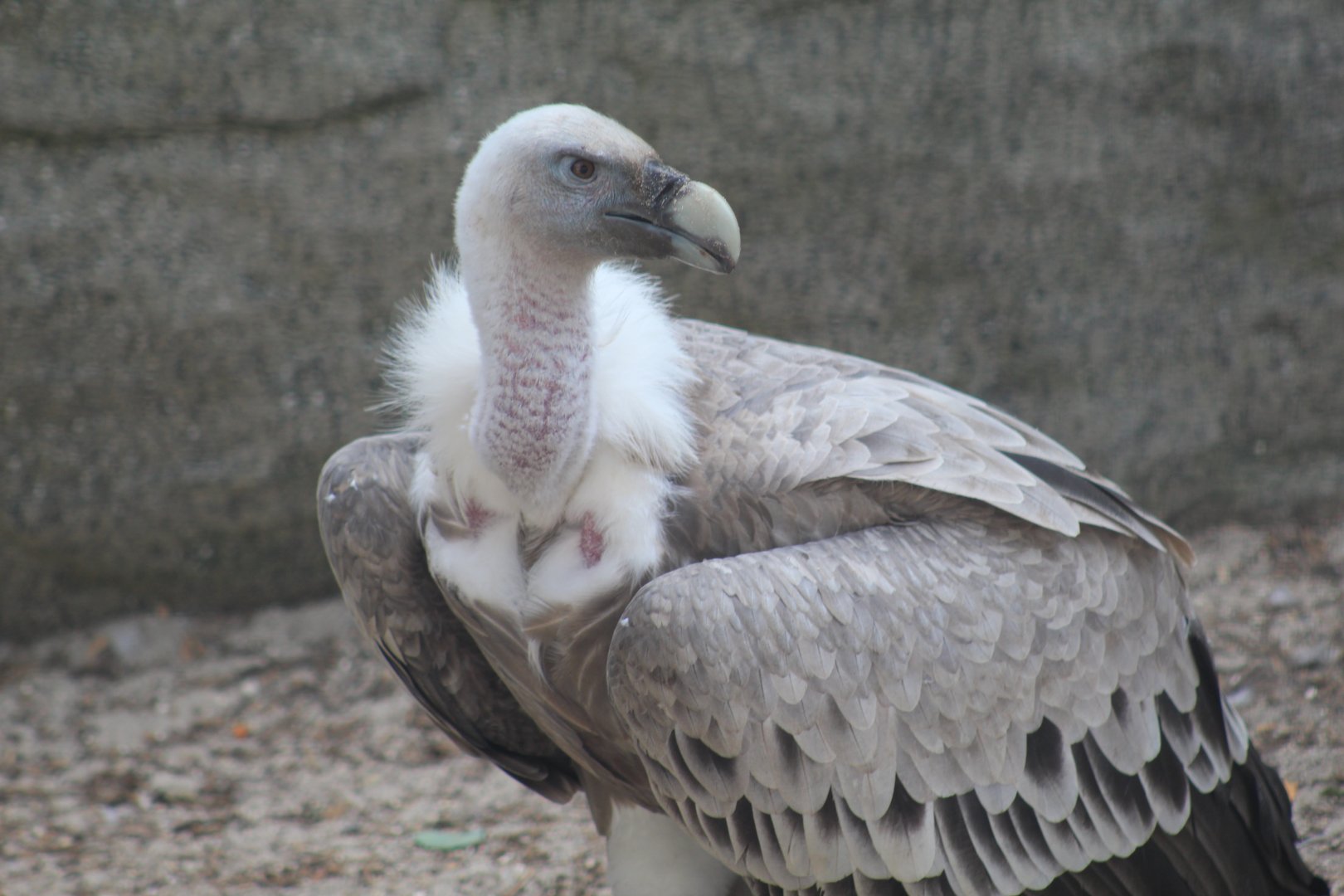 African White-Backed Vulture
