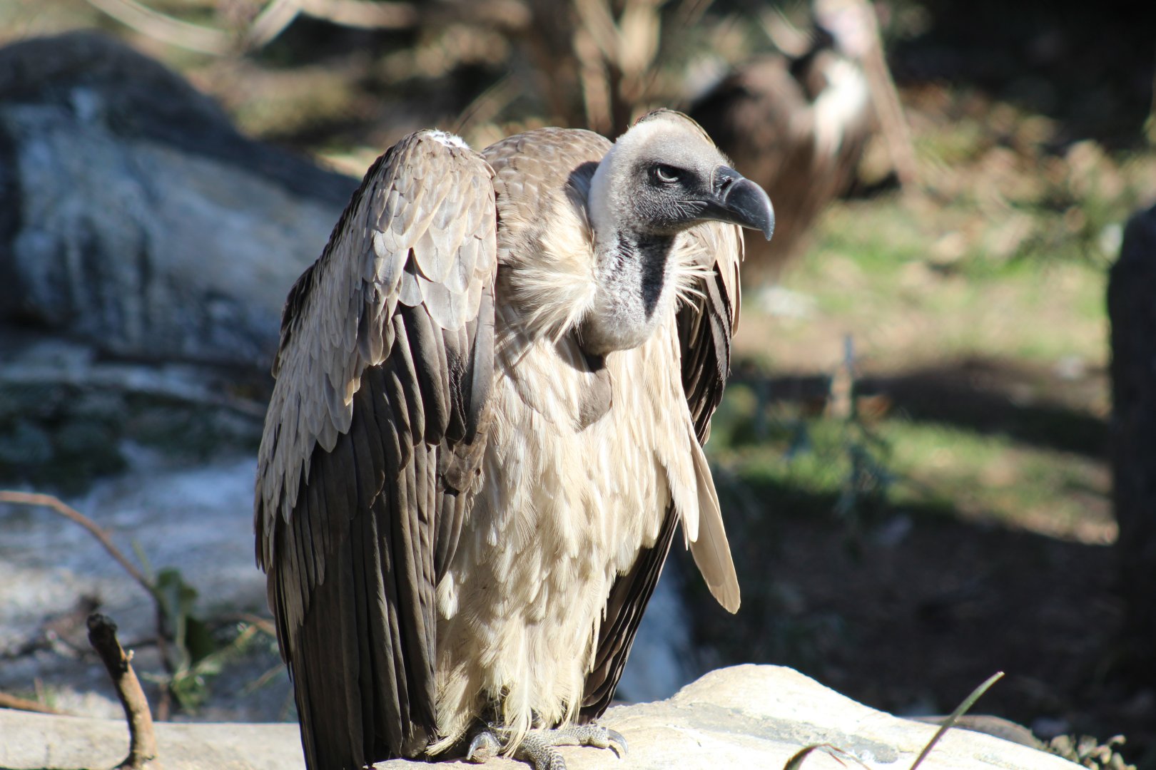 African White-Backed Vulture