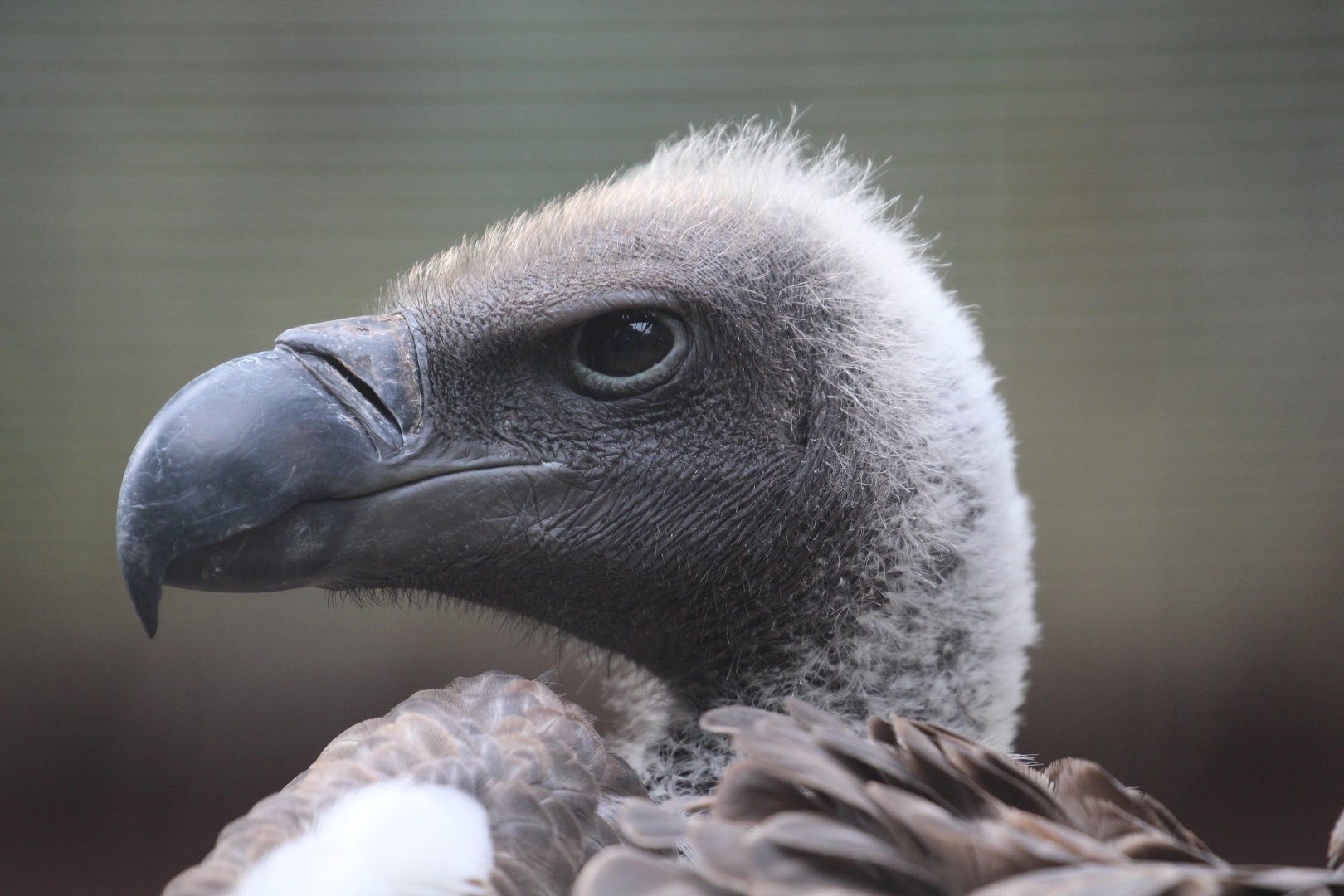 African White-backed Vulture