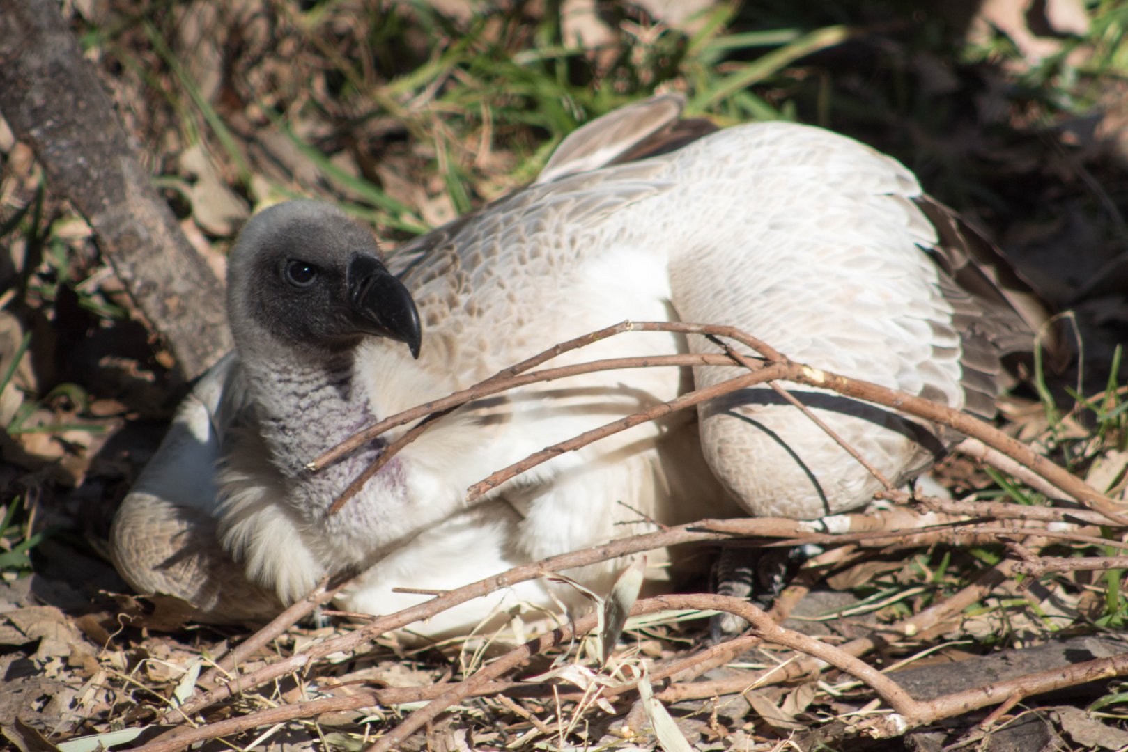 African white-backed vulture