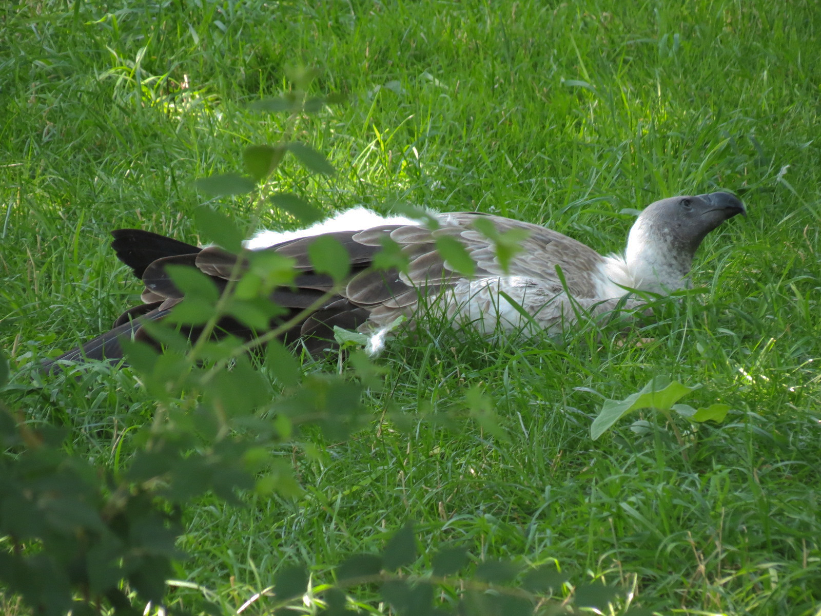 African White-backed Vulture