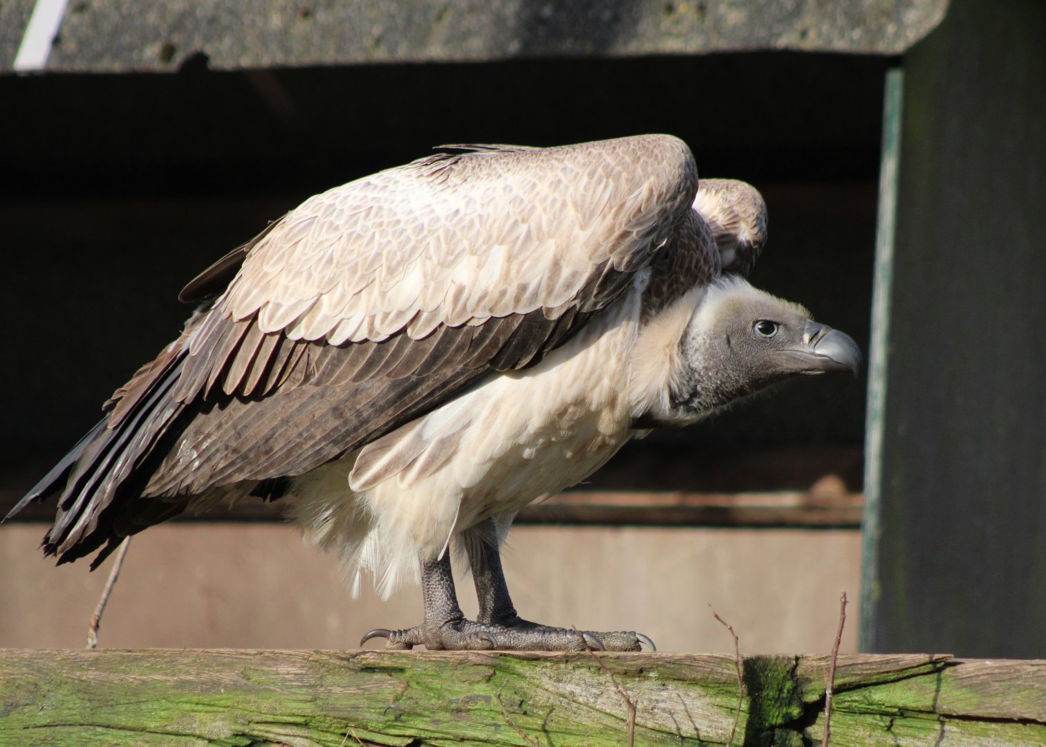 African white-backed vulture