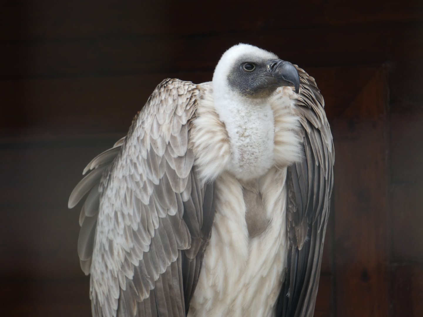 African white-backed vulture