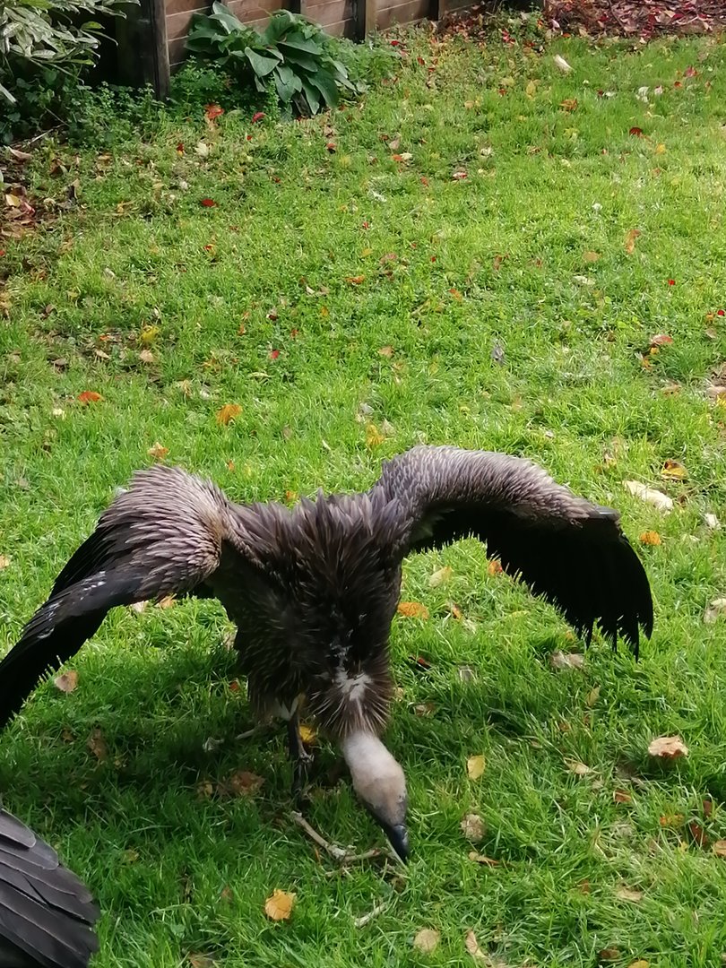 African White-backed Vulture