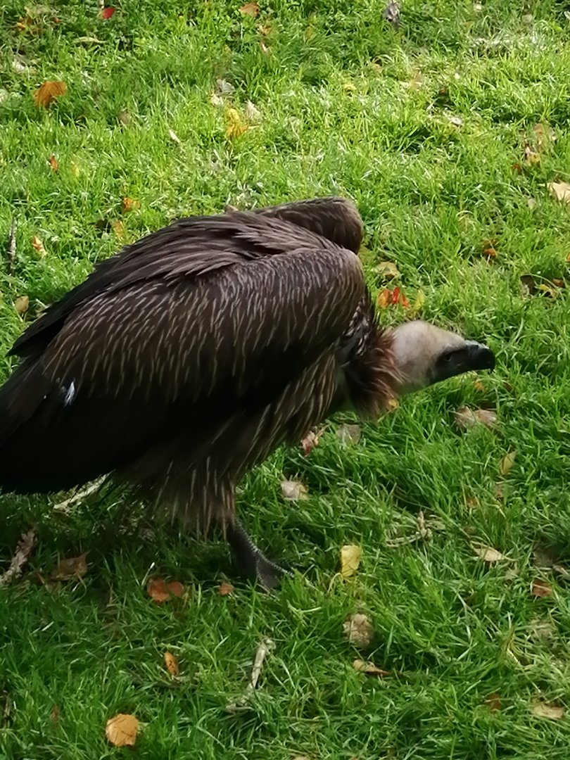 African White-backed Vulture