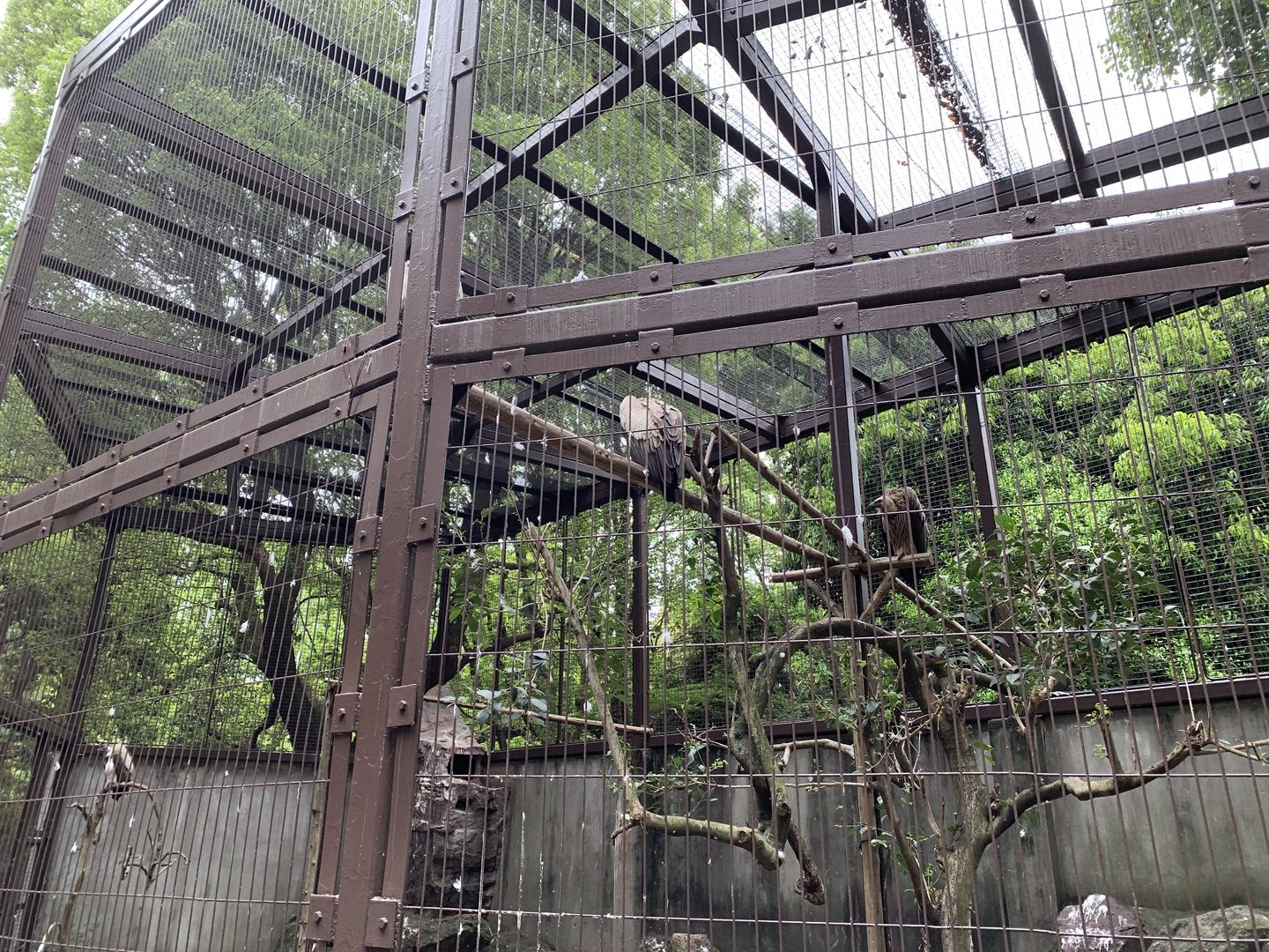 African White-backed Vulture