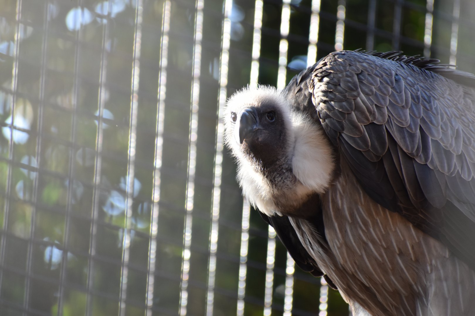 African White Backed Vulture