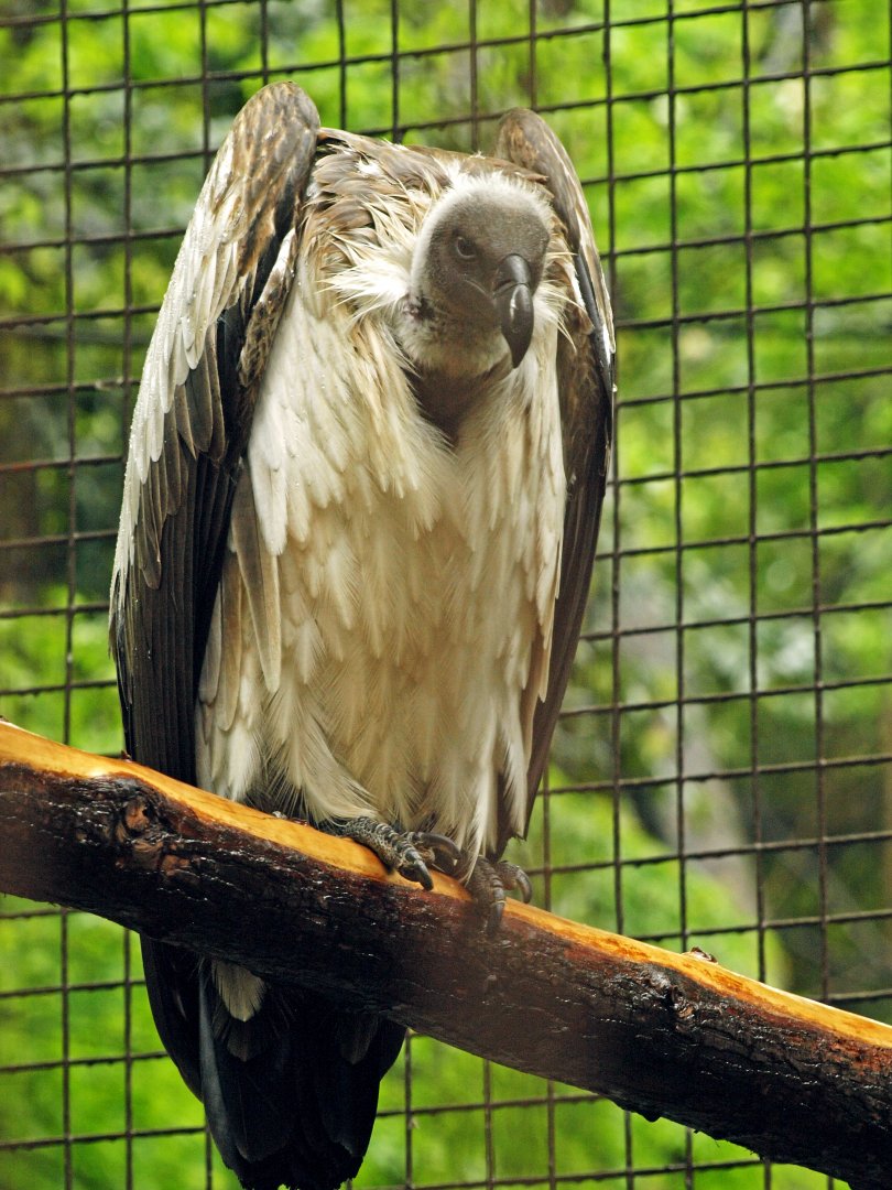 African white-backed vulture