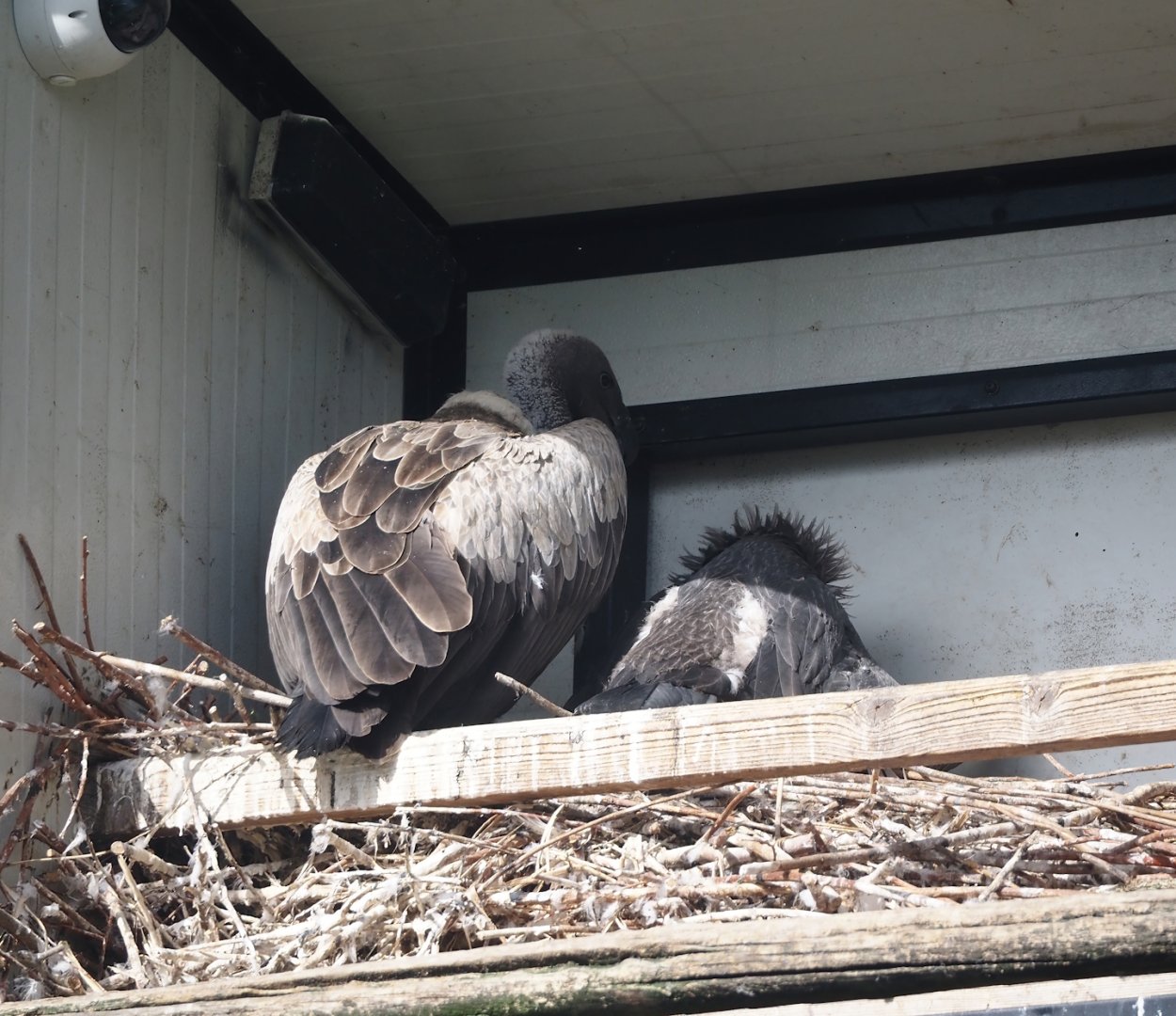 African white-backed vultures (Gyps africanus), 2024-06-30