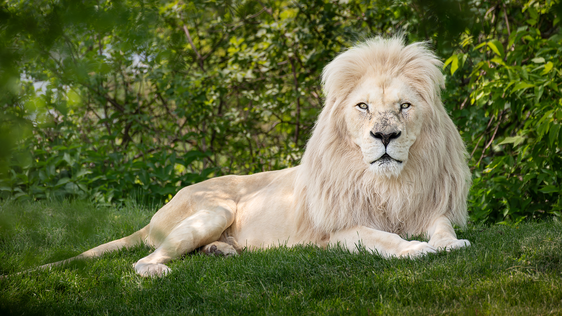 African white lion, Fintan