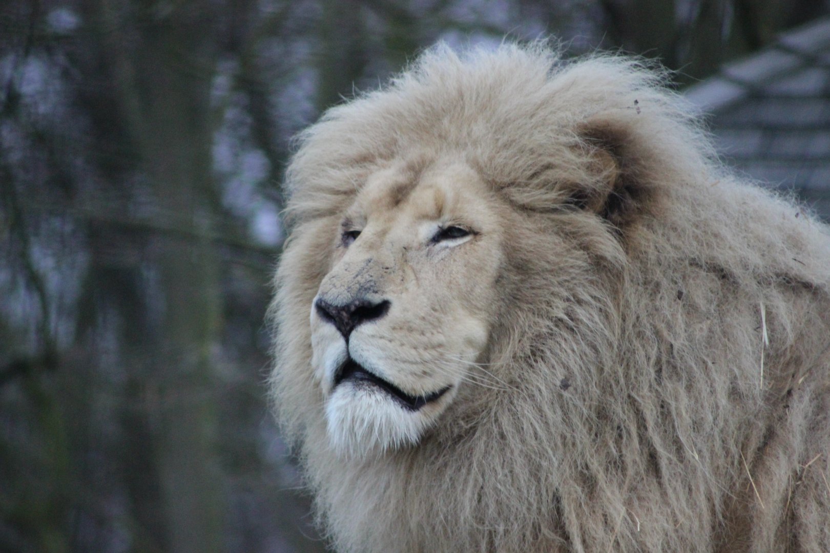African White Lion