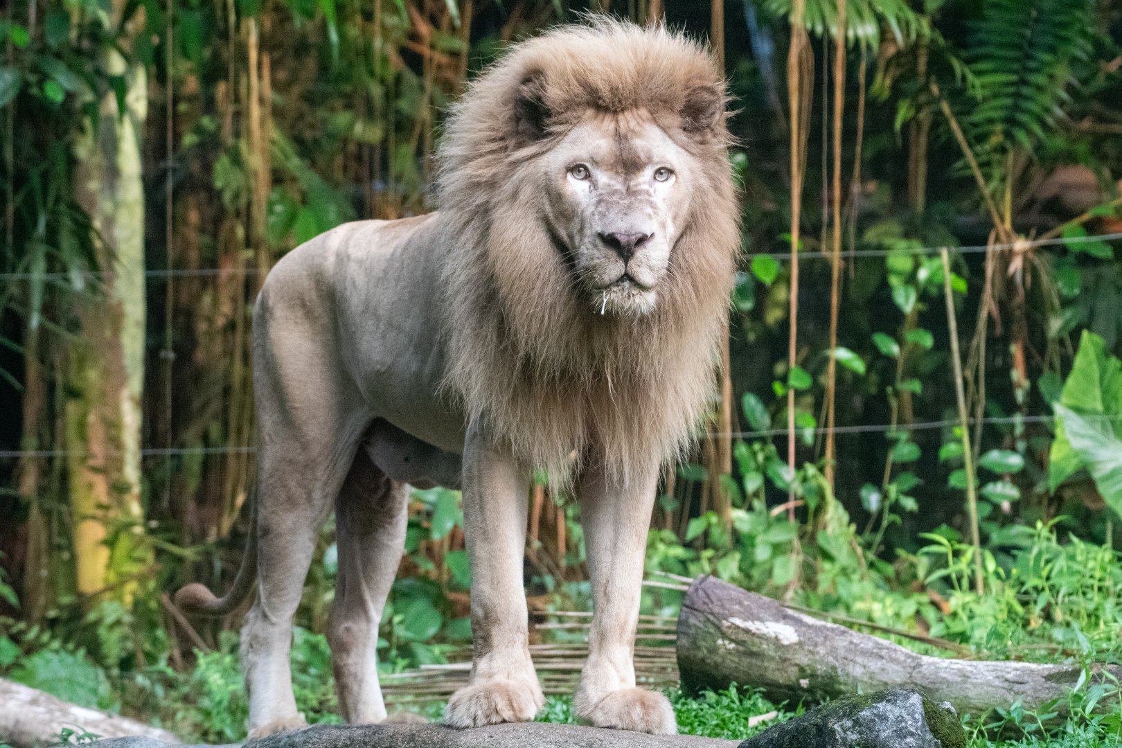 African White Lion