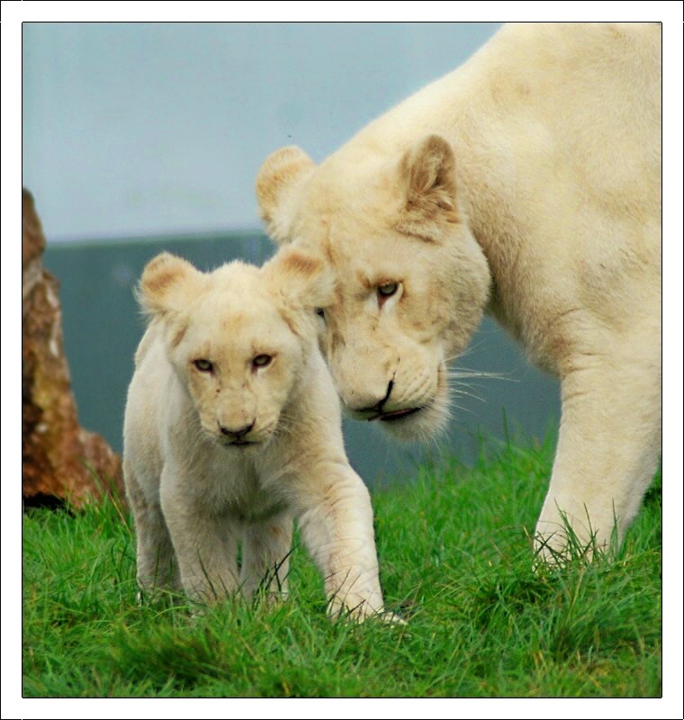 African White lioness and cub