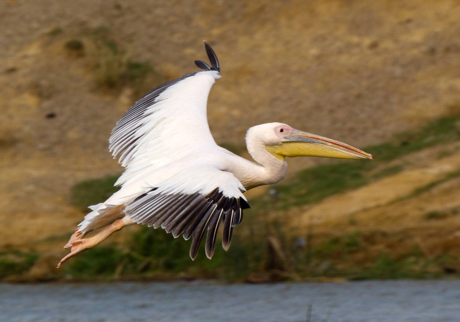 African White Pelican
