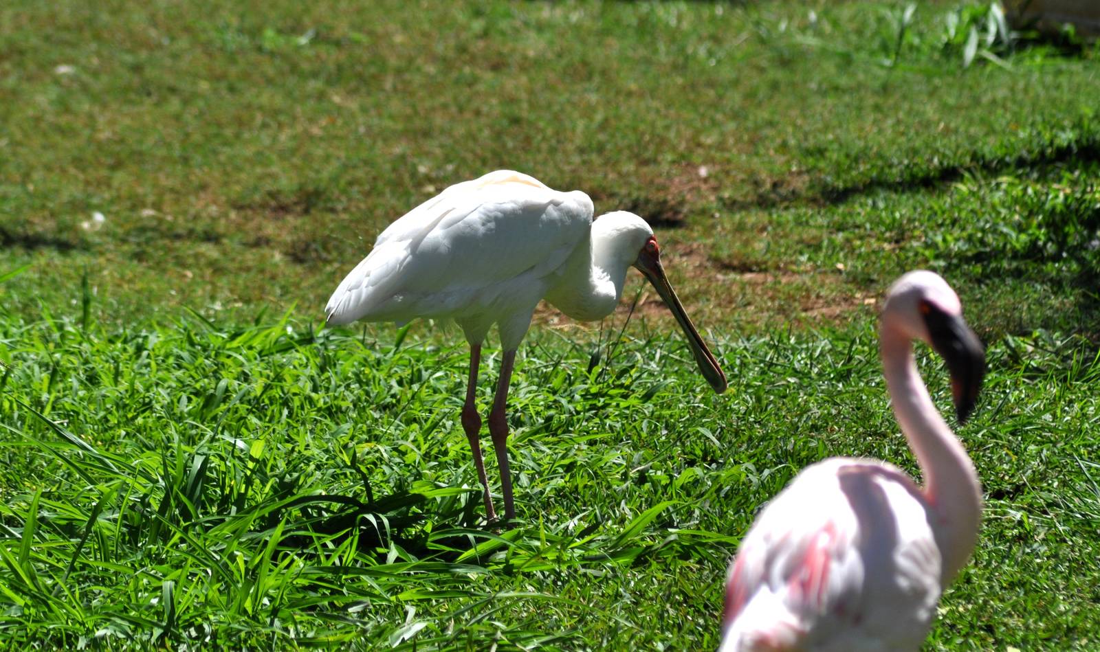 African White Spoonbill and Lesser Flamingo