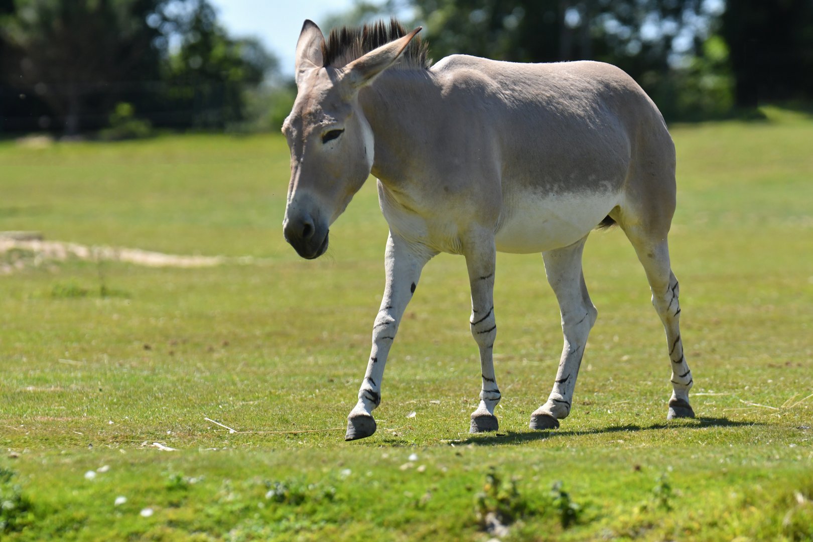 African wild ass (Equus africanus)