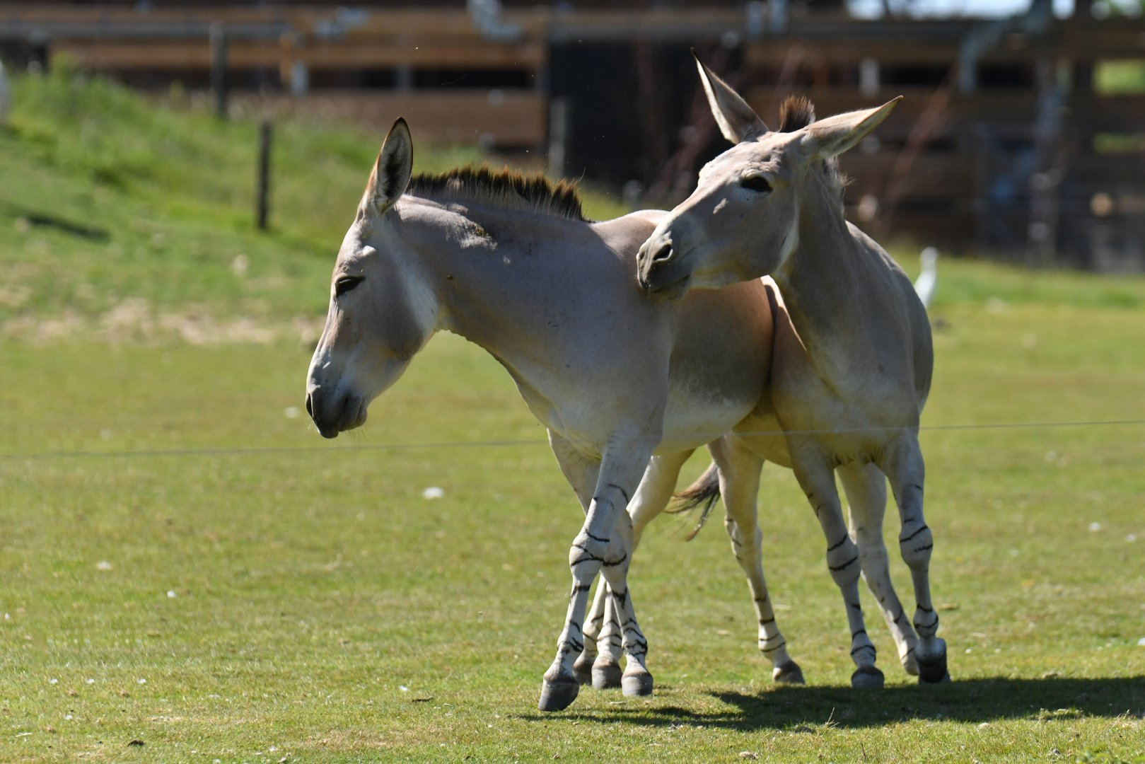 African wild ass (Equus africanus)
