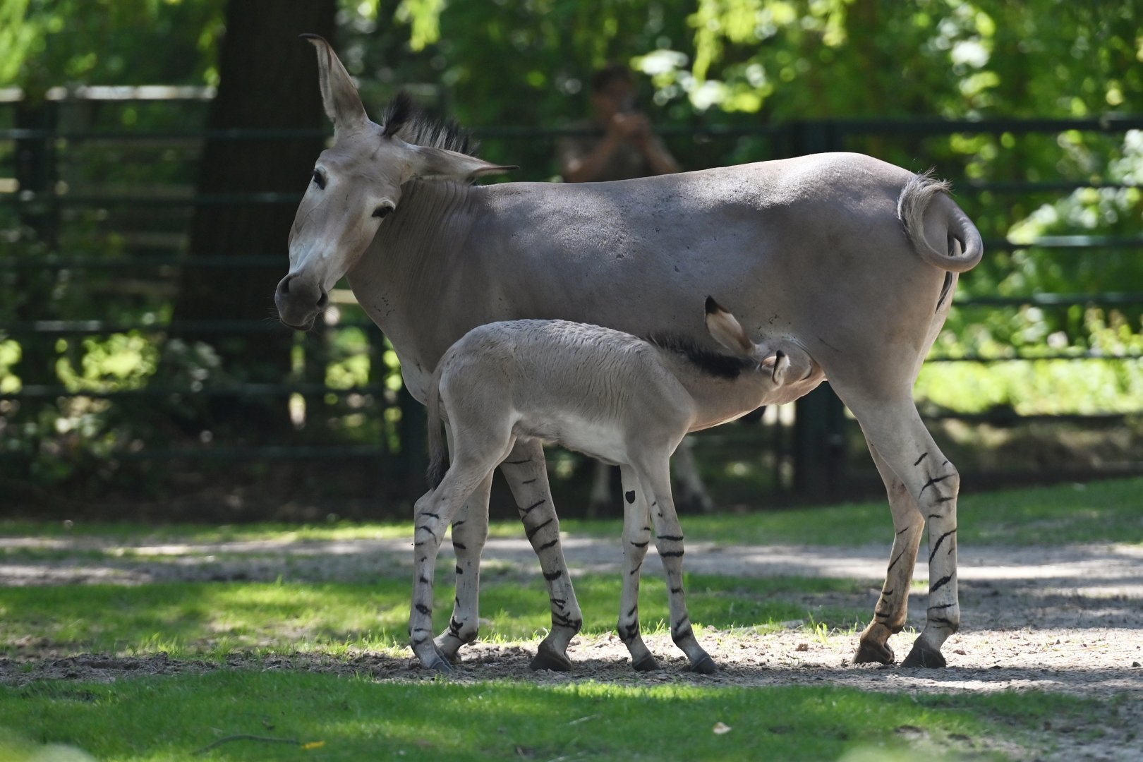 African wild ass (Equus africanus)