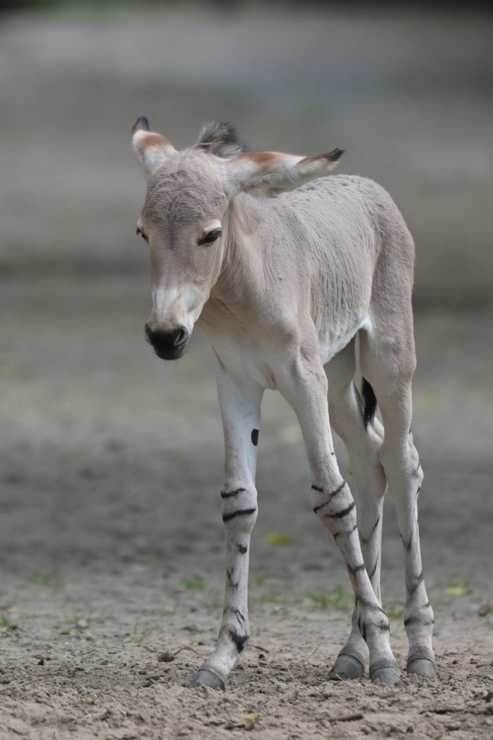 African wild ass (Equus africanus)