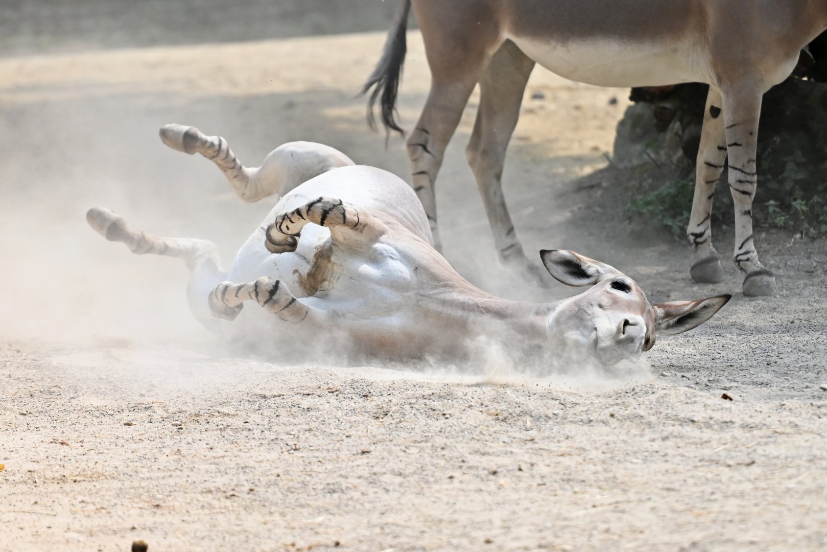 African wild ass Equus africanus