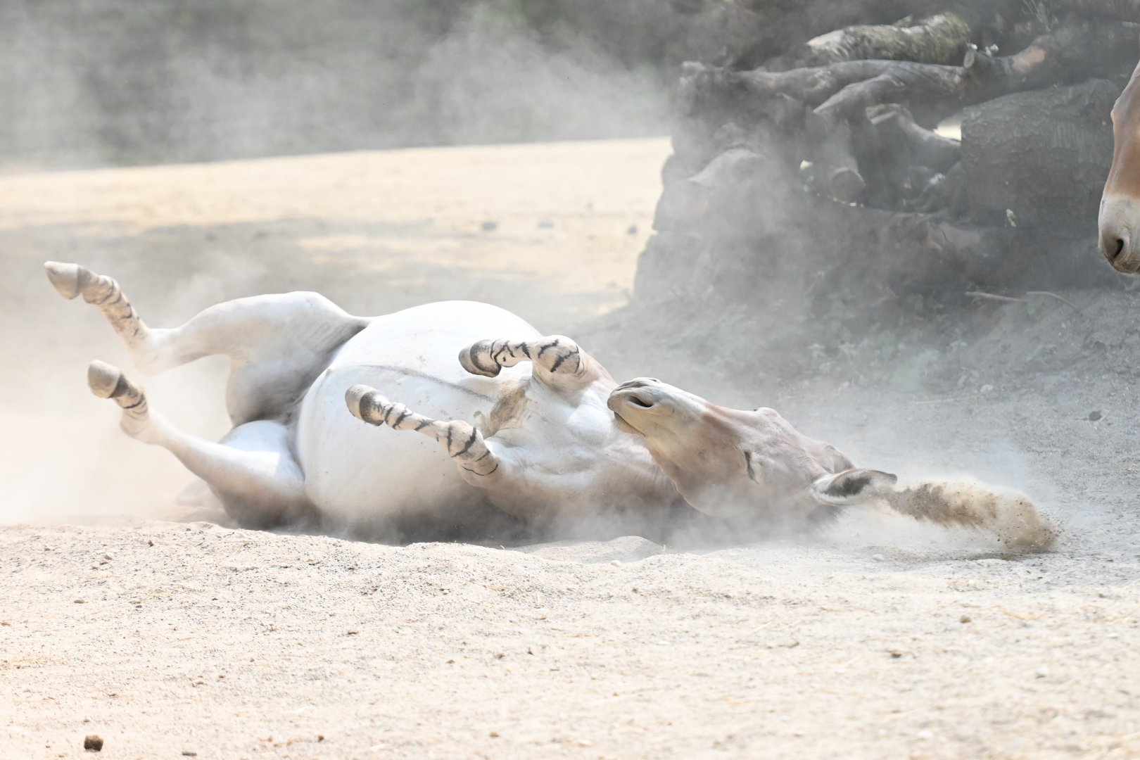 African wild ass Equus africanus