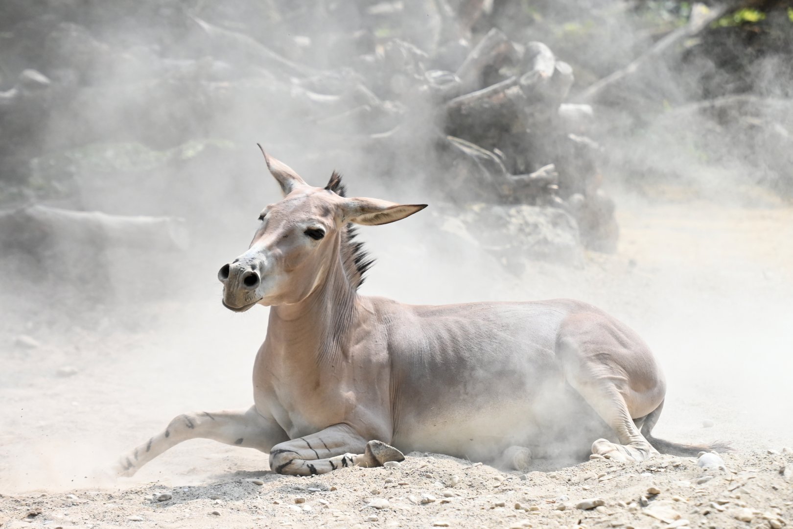 African wild ass Equus africanus