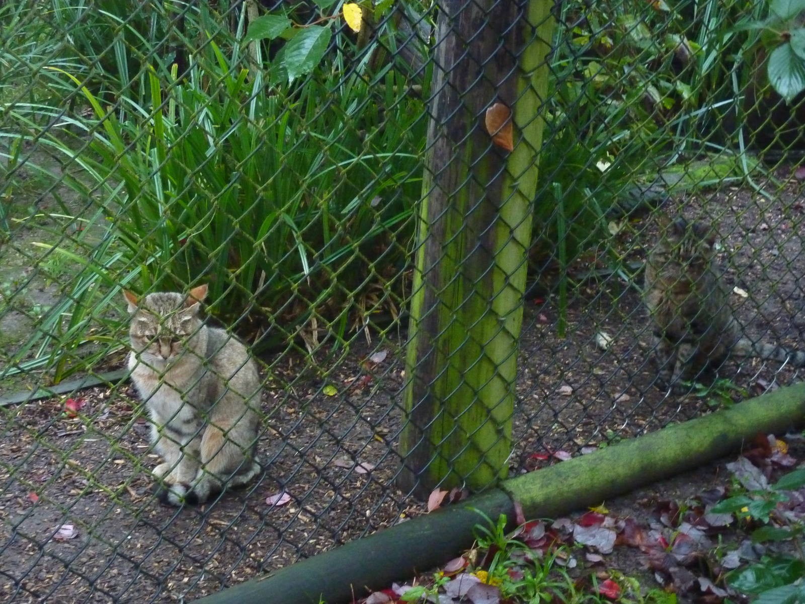 African wild cat comparison, 23rd October 2012.