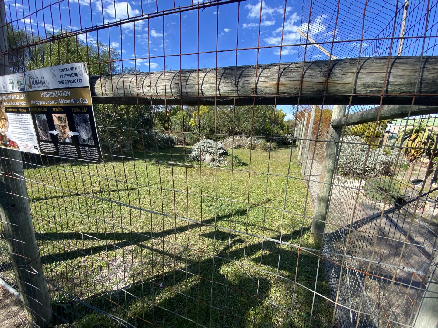 African wild cat enclosure