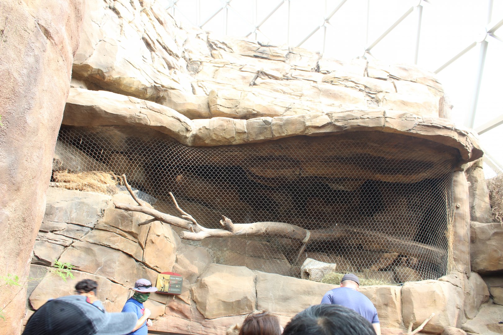 African Wild Cat Exhibit - Desert Dome