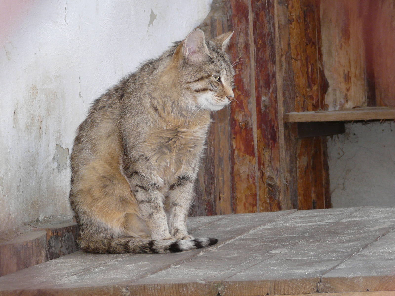 African wild cat/ Felis silvestris ocreata