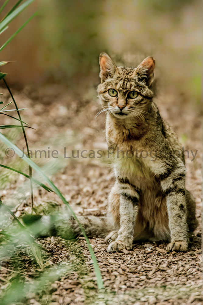 African Wild Cat
