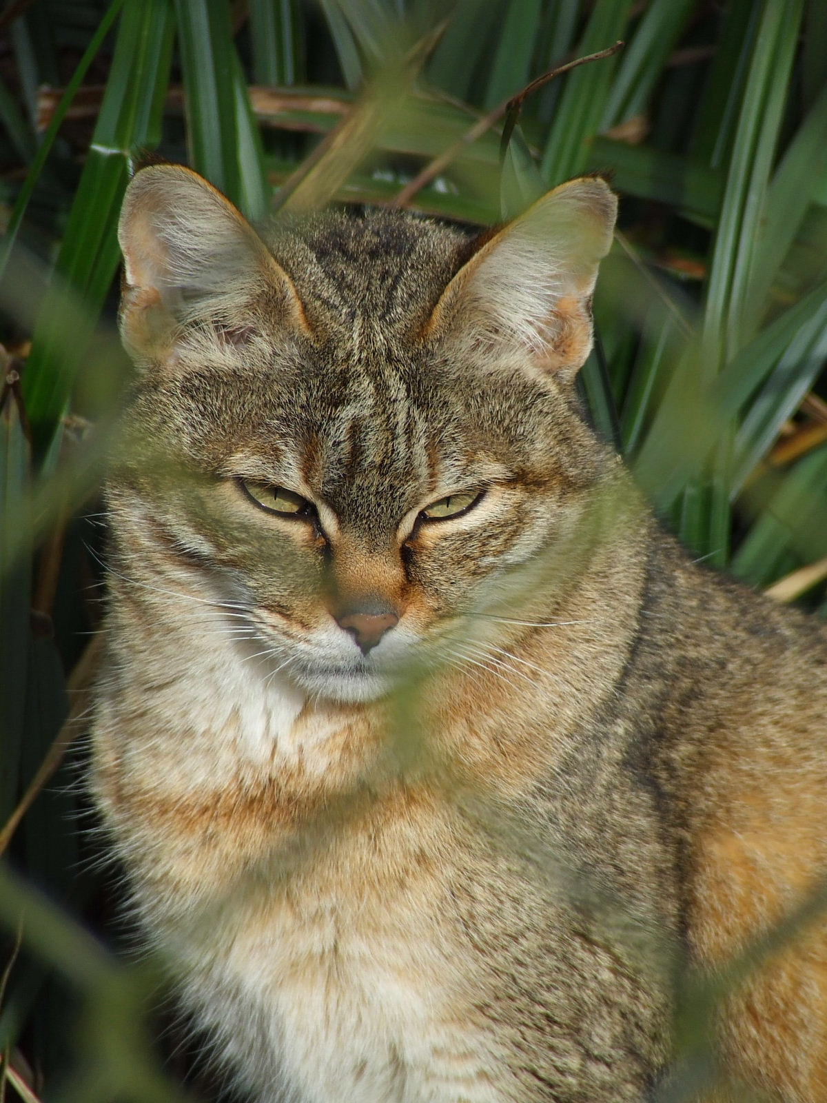 African Wild Cat