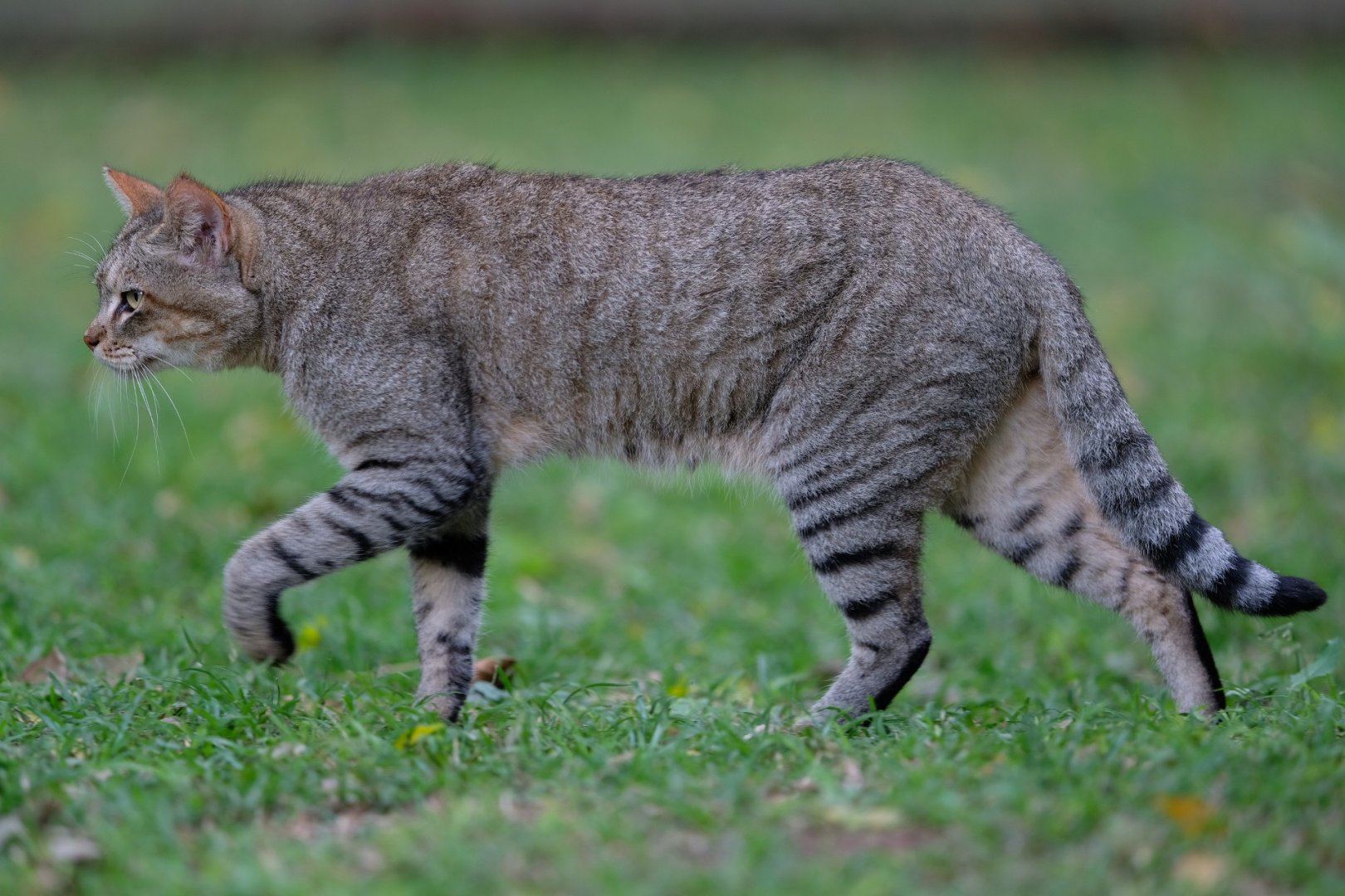 African wild cat