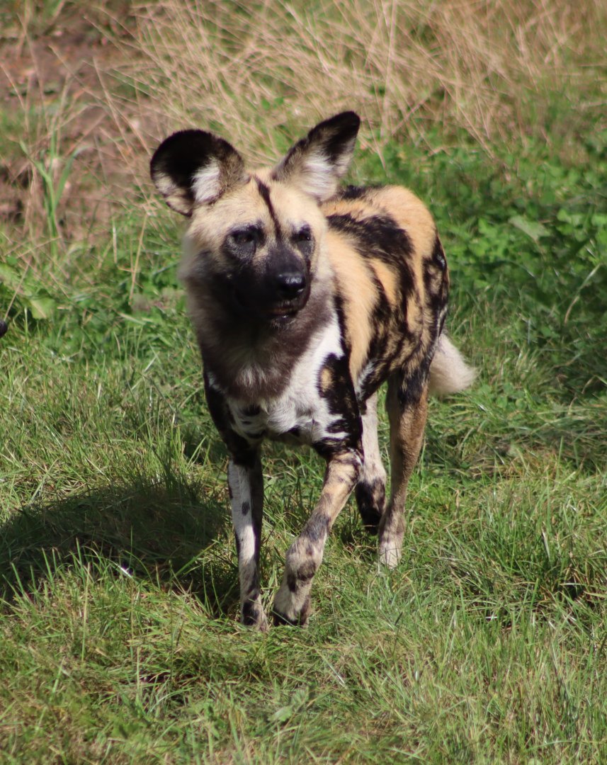 African wild dog - 10 September 2021
