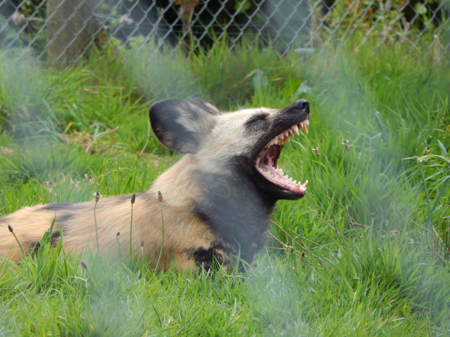 African wild dog 150522