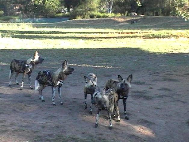 African Wild Dog (2004)